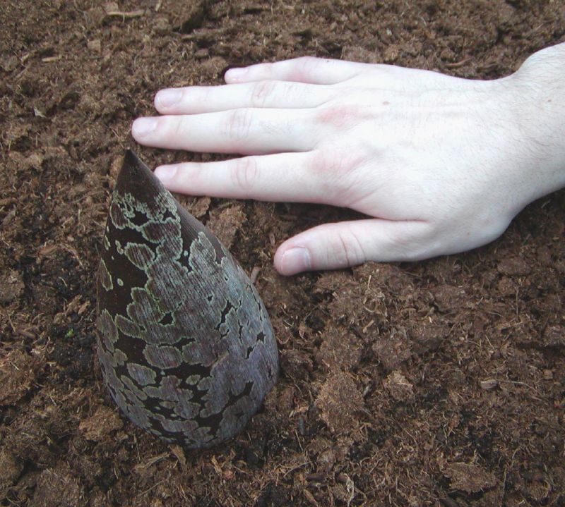 Аморфофаллус титанический, Amorphophallus titanum