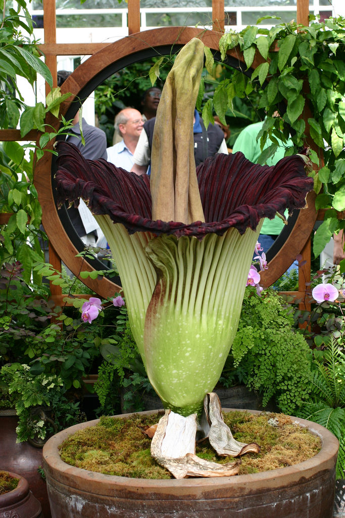 Аморфофаллус титанический, Amorphophallus titanum