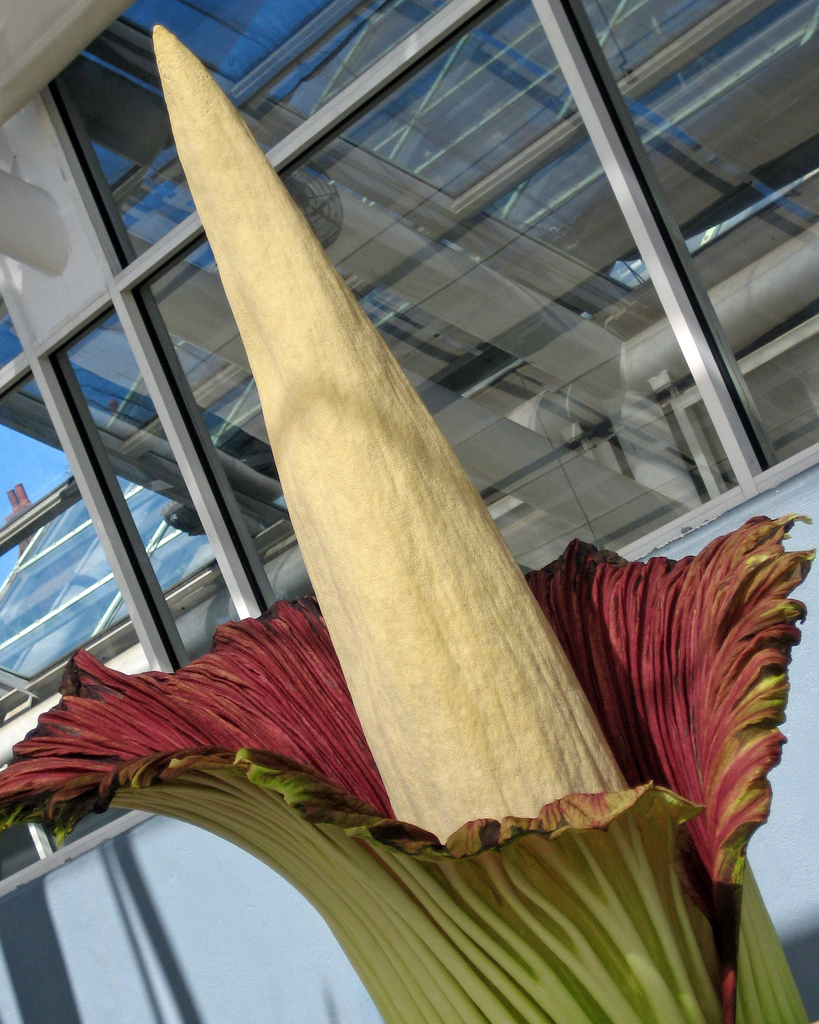 Аморфофаллус титанический, Amorphophallus titanum