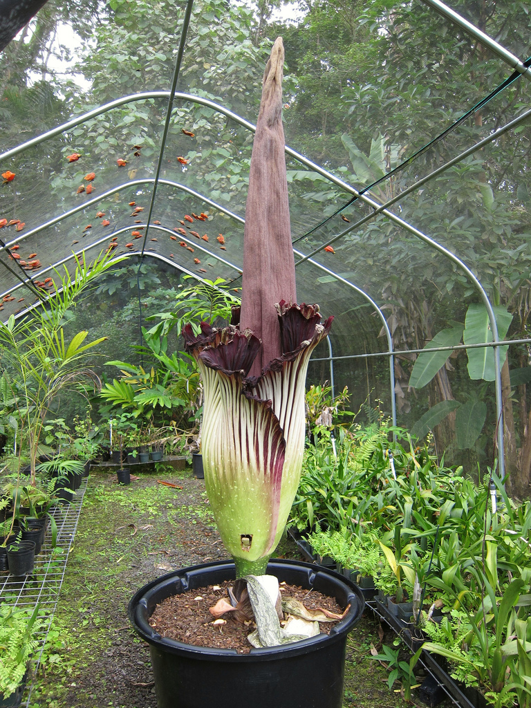 Аморфофаллус титанический, Amorphophallus titanum