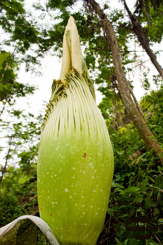 Аморфофаллус титанический, Amorphophallus titanum