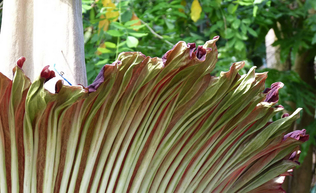 Аморфофаллус титанический, Amorphophallus titanum