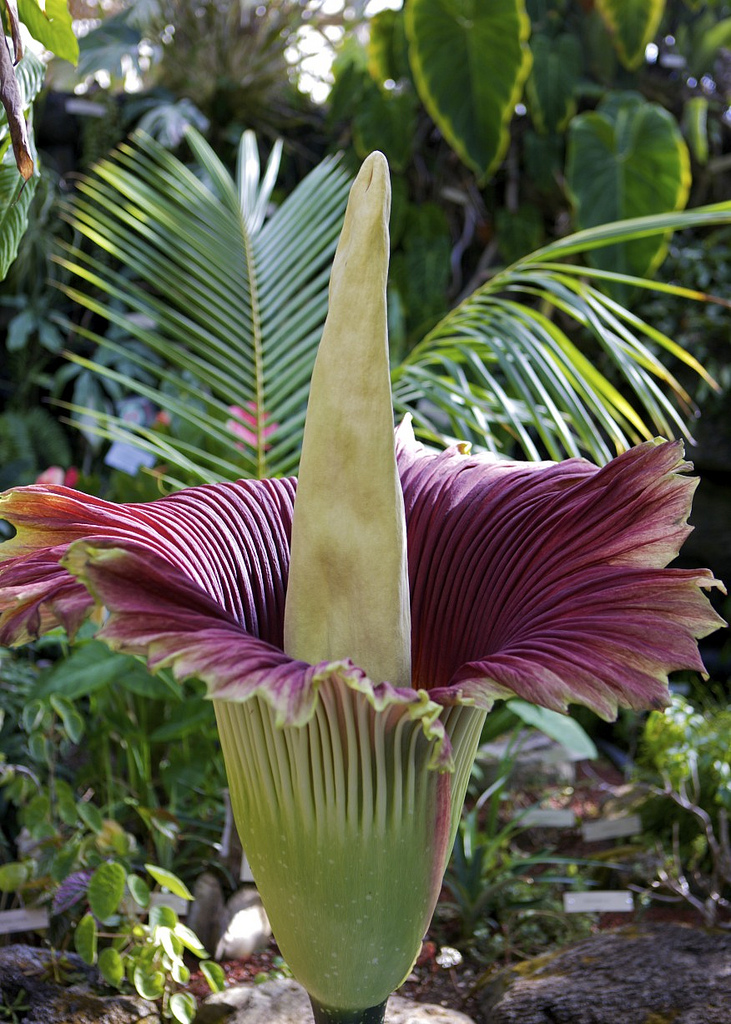 Аморфофаллус титанический, Amorphophallus titanum