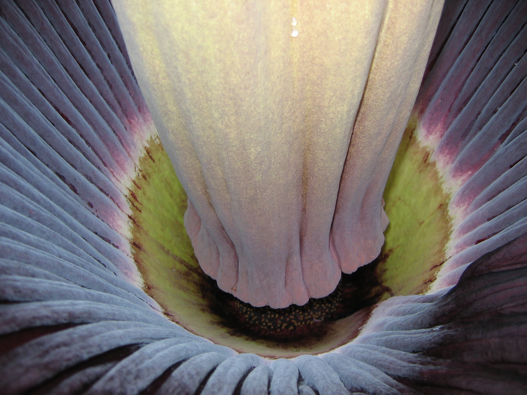 Аморфофаллус титанический, Amorphophallus titanum