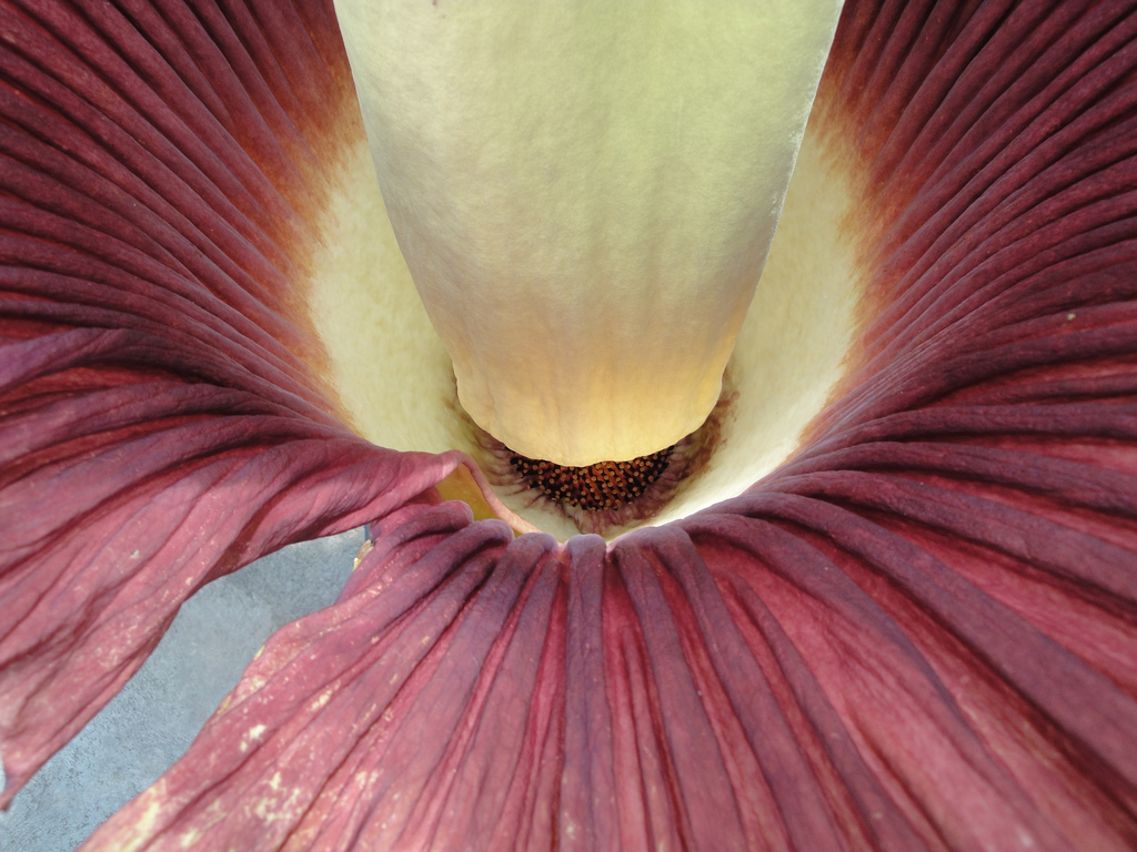 Аморфофаллус титанический, Amorphophallus titanum