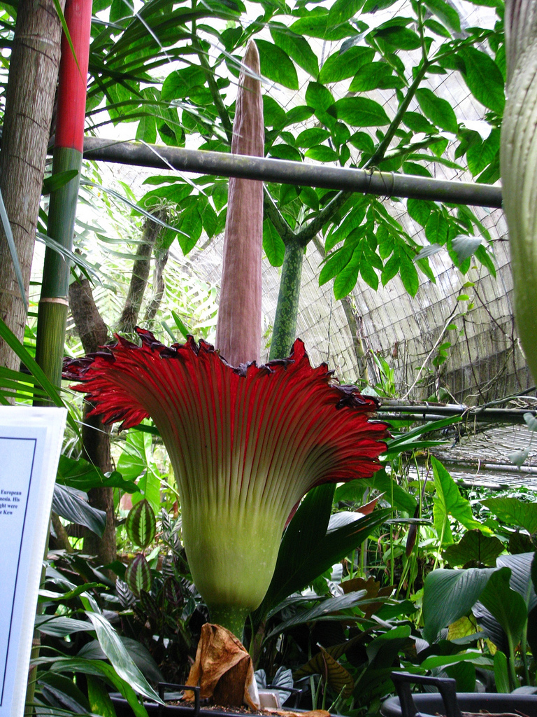 Аморфофаллус титанический, Amorphophallus titanum