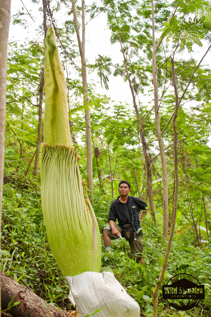 Аморфофаллус титанический, Amorphophallus titanum