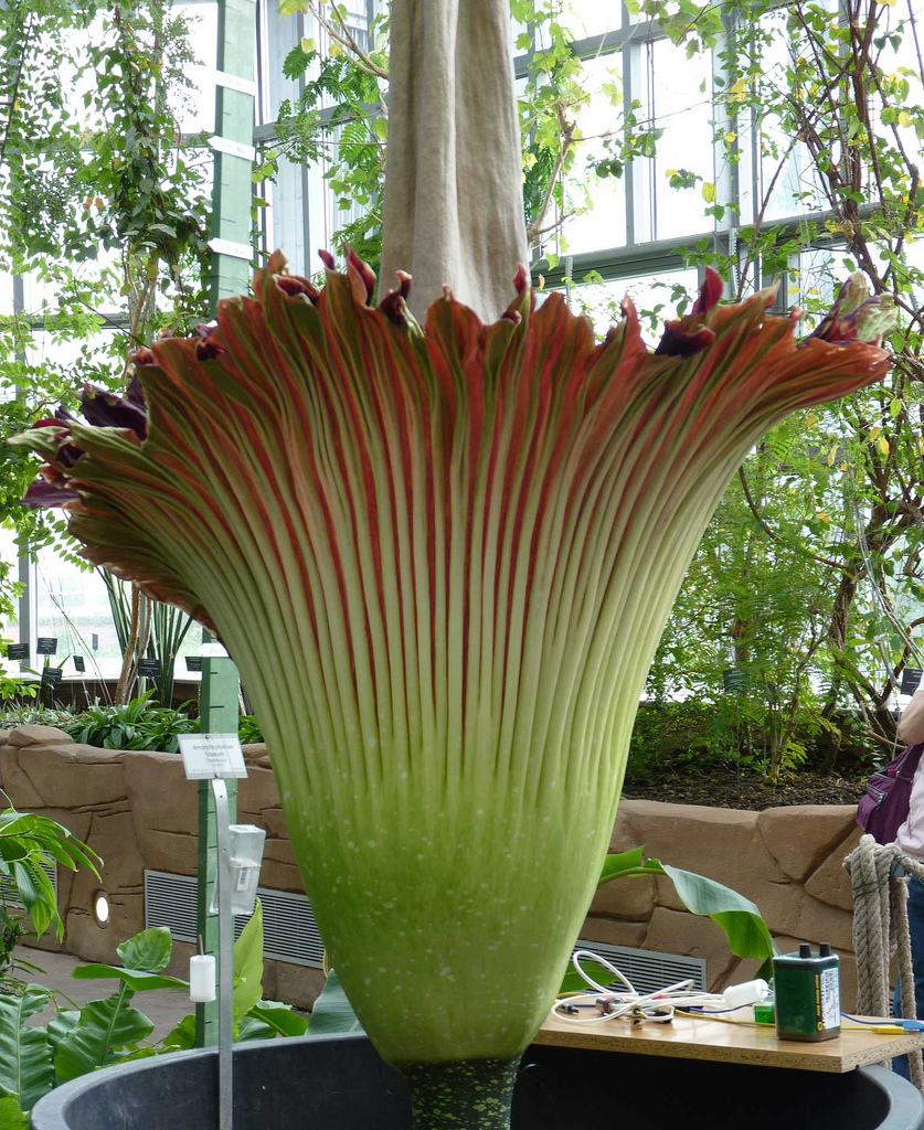 Аморфофаллус титанический, Amorphophallus titanum