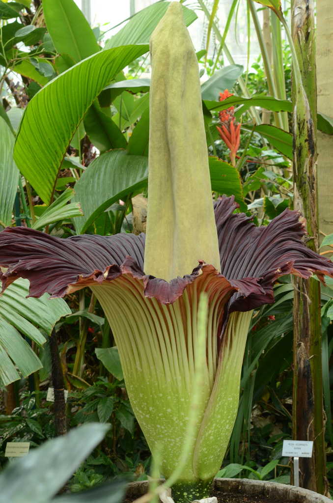 Аморфофаллус титанический, Amorphophallus titanum