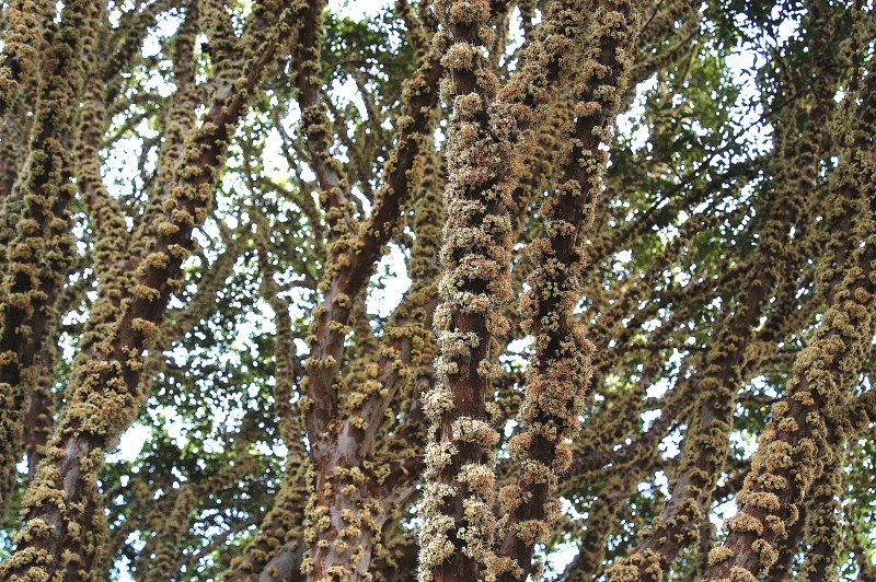 Жаботикаба, джаботикаба, Myrciaria caulifloria, бразильское виноградное дерево, Бразилия