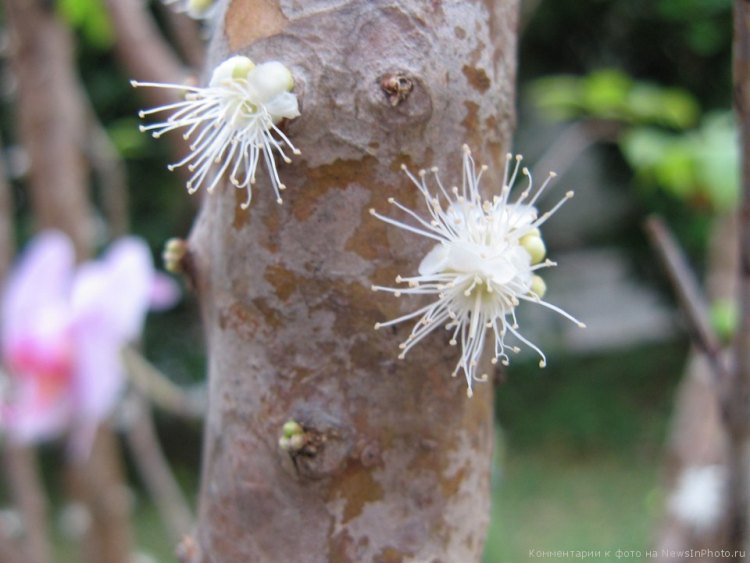 Жаботикаба, джаботикаба, Myrciaria caulifloria, бразильское виноградное дерево, Бразилия