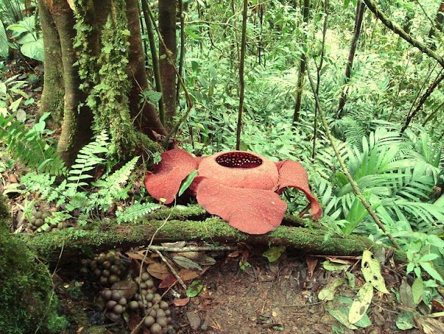 Раффлезия (Rafflesia) - самый большой в мире цветок