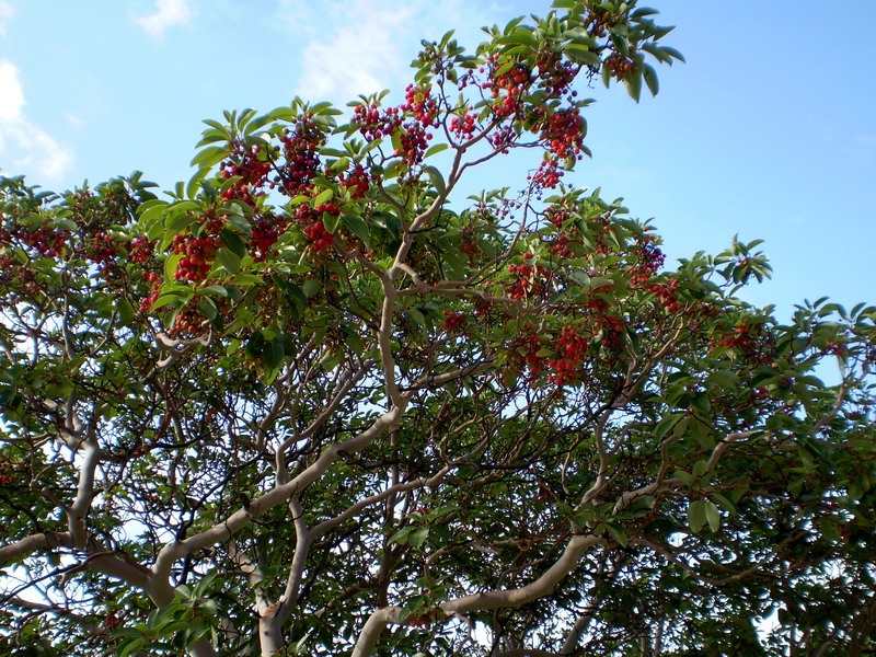 Земляничное дерево, земляничник (Arbutus), символ и герб Мадрида, Испания