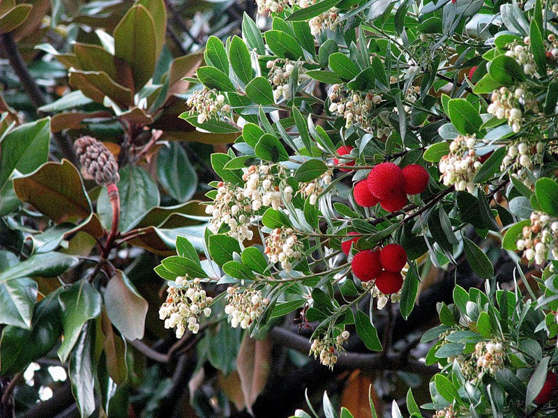 Земляничное дерево, земляничник (Arbutus), символ и герб Мадрида, Испания