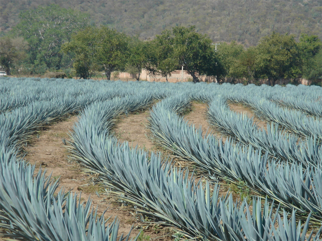 Агава голубая(Agave tequilana), текила, Мексика