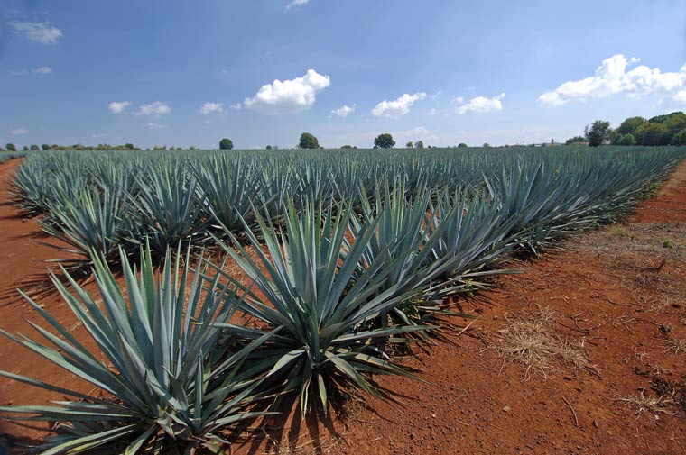 Агава голубая(Agave tequilana), текила, Мексика