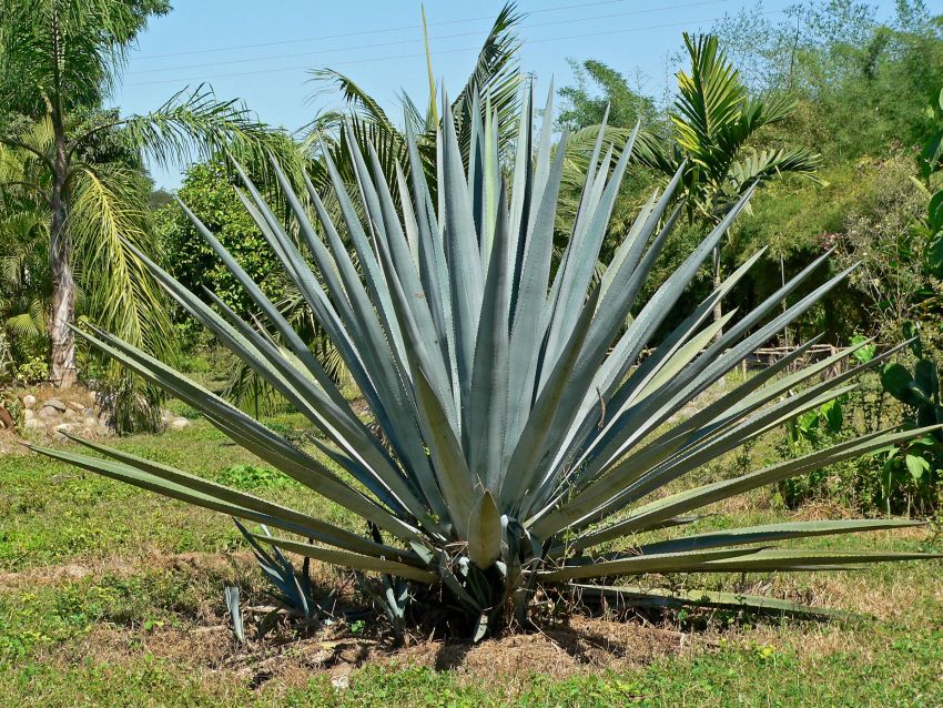 Агава голубая(Agave tequilana), текила, Мексика