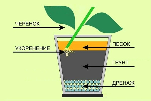 Как правильно укоренять черенки комнатных растений