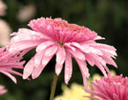 Цветок хризантемы Элеонор Пинк (Eleanor Pink). 
Размер: 720x945. 
Размер файла: 688.30 КБ