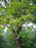 Acer obtusatum. Нижняя часть кроны плодоносящего дерева. Хорватия, Лика-Сень, Национальный парк «Плитвицкие озёра», берег озера. 05.09.2012.