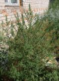 Kochia scoparia. Зацветающее растение. Хакасия, с. Аршаново, рудеральная растительная группировка у дома. 31.07.2016.