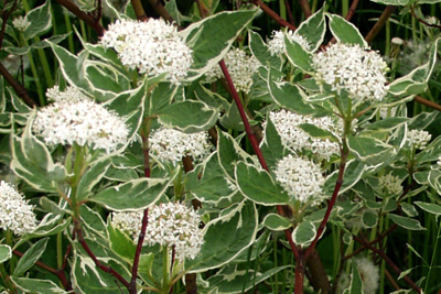 Вариегатное растение - Дерен пестролистный