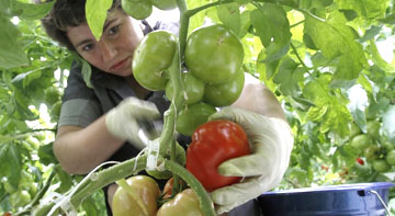 Индетерминантные томаты - выращивание, уход