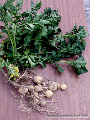 Как вырастить картофель из семян.
