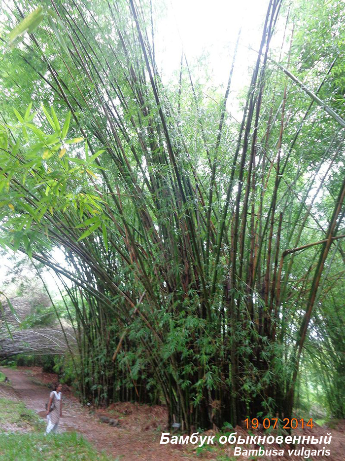 Бамбук обыкновенный