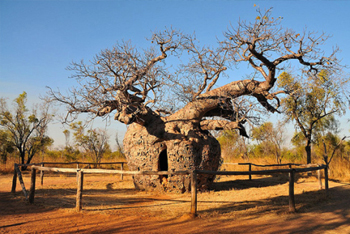 Самое толстое дерево в мире: баобаб-тюрьма.