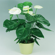 anthurium_andreanum