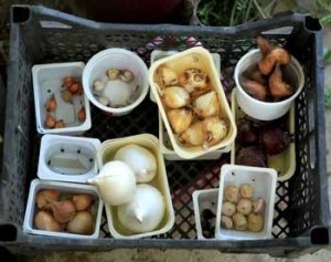 Выбраковка больных луковиц