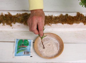 Основание черенка обработать стимулятором корнеобразования