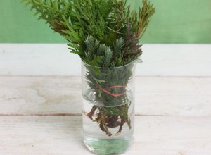 Стимуляция корнеобразования хвойных