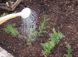 В грунте хвойники нужно регулярно поливать