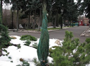 Притеночная сетка для защиты хвойных от ожогов