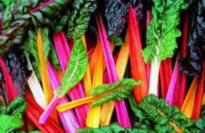 Болезни и вредители мангольда