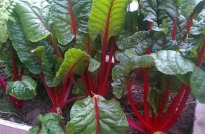 Мангольд – он же листовая свекла