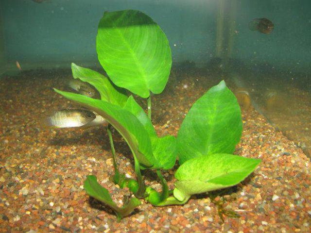 лимонник аквариумное растение содержание