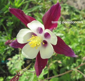 aquilegia-5