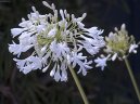 Агапантус (Agapanthus) / Комнатные растения и цветы / Многолетние