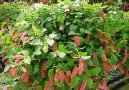 Акалифа (Лисий хвост) (Acalypha) / Комнатные растения и цветы / Кустовые