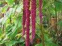 Амарантус (щирица) (Amaranthus) / Комнатные растения и цветы / Многолетние