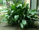 Аспидистра (Aspidistra) / Комнатные растения и цветы / Кустовые