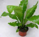 Асплениум волосовидный (костенец волосовидный) (Asplenium trichomanes) / Комнатные растения и цветы / Нецветущие растения