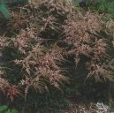 Астильба Арендса (Astilbe arendsii) / Комнатные растения и цветы / Многолетние