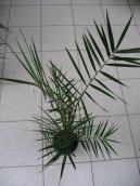 Финик канарский (Phoenix canariensis) / Комнатные растения и цветы / Плодоносящие растения