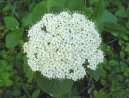 Калина (Viburnum lantana) / Комнатные растения и цветы / Плодоносящие растения