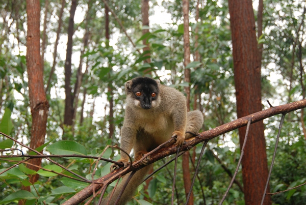 madagaskar_lemur.jpg