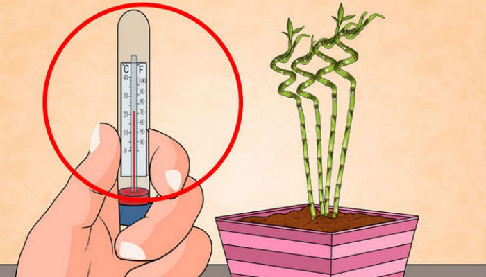 Температура для комнатных растений